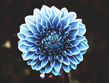 Dahlia, blue, portrait HD wallpaper