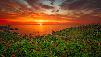 Coastal sunset, peonies, coast, beautiful, wild, orange, fiery, summer, reflection, Bulgaria, clouds, sky, flowers, Black sea, sunset HD wallpaper