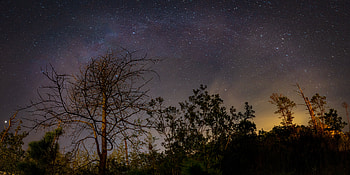 Stars, Night, Dark, Wood, Tree, Starry Sky, Branches HD wallpaper