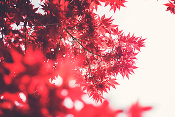 Maple Tree , trees, nature HD wallpaper