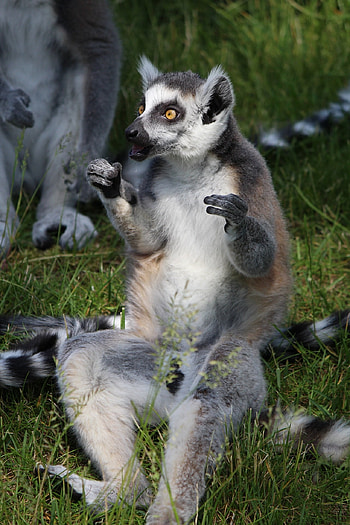 Ring Tailed Lemur, Animals, Ring tailed lemur, Jungle animal HD phone wallpaper