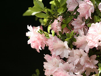 Plants, Flowers HD wallpaper