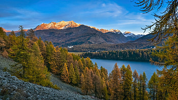 Sunrise at Lake Sils, Switzerland, forest, mountain, landscape, trees, sky, alps HD wallpaper