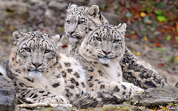 Family, Snow Leopards HD wallpaper