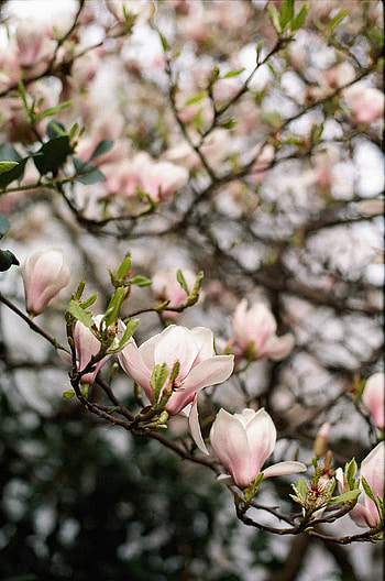 Stunning magnolia, Impressive collection, , Pexels stock HD phone wallpaper