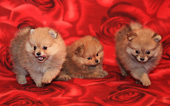 Three Cute Puppies, dog, animal, puppies, three HD wallpaper