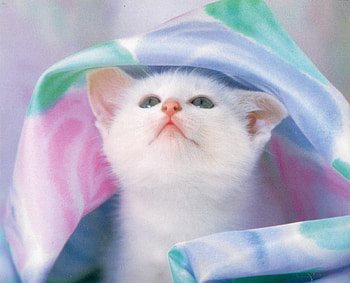Under the bedsheet, kitten, pink, bed, cute, sheet, adorable, pet HD wallpaper