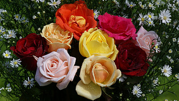 Plants, Flowers, Roses HD wallpaper