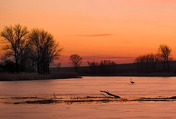 End of the Winter, winter, bird, graphy, lonely, orange, beauty, lake, season, bulgaria, trees, nature, sky, , water, calm, sunset HD wallpaper