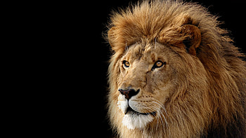 Mac OS X Lion, Captivating , Mesmerizing visuals, Striking HD wallpaper