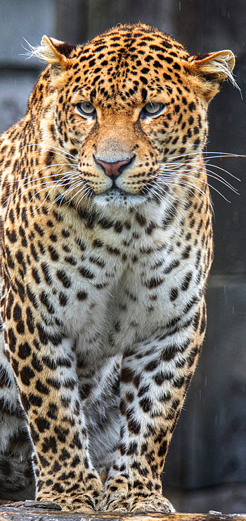 Animal, jaguar HD phone wallpaper