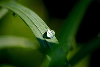 Dew drop, close up, blur, grass HD wallpaper