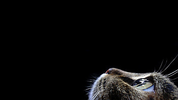 Cat, Animals, Dark, Muzzle, Eye HD wallpaper