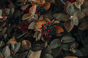 Close-up of colorful berries and autumn leaves showcasing nature's beauty in fall. HD wallpaper