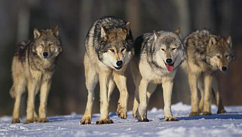 Wolf Pack, pack, wolkves, animals, snow, Wolf, nature HD wallpaper