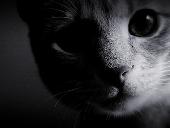 Dark, Cat, Muzzle, Eyes, Bw, Chb, Nose, Wool HD wallpaper