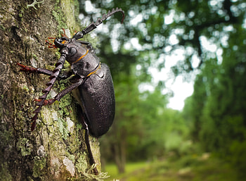 Macro, Wood, Tree, Crawl, Bark, Bug, Beetle HD wallpaper