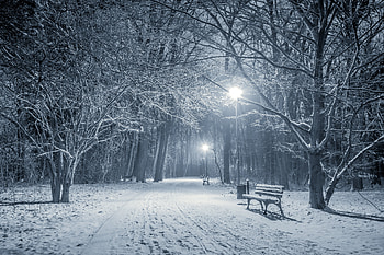 Winter Night Park, nature, Winter, Night, snow HD wallpaper