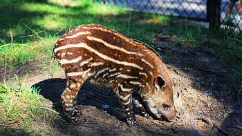Tapir, , Background , Striking visuals HD wallpaper