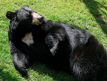 Animals, Grass, To Lie Down, Lie, White-Breasted Bear HD wallpaper