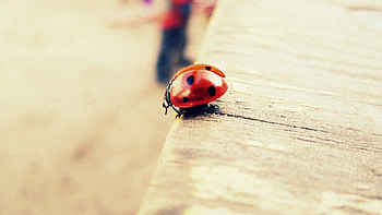 Macro, Shine, Light, Surface, Ladybug, Ladybird, Planks, Board HD wallpaper