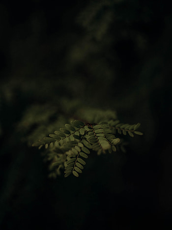 Leaves, Plant, Macro, Branch HD phone wallpaper