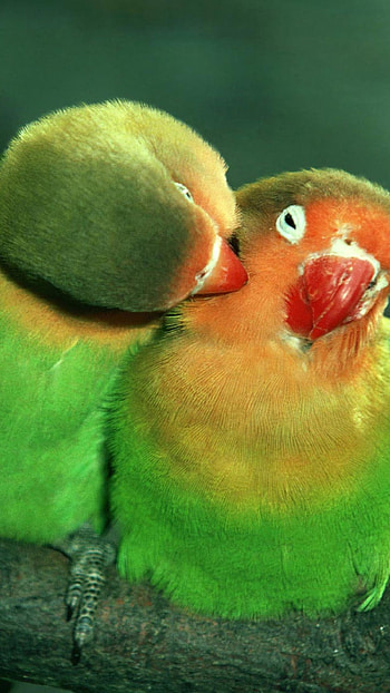 Love Birds, Birds, Love, Nature HD phone wallpaper