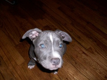 blue pit pup, dog, kratos HD wallpaper
