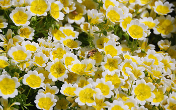 Insects, Bees HD wallpaper