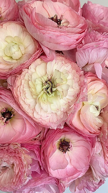 Ranunculus, Pink Adorable Flower HD phone wallpaper