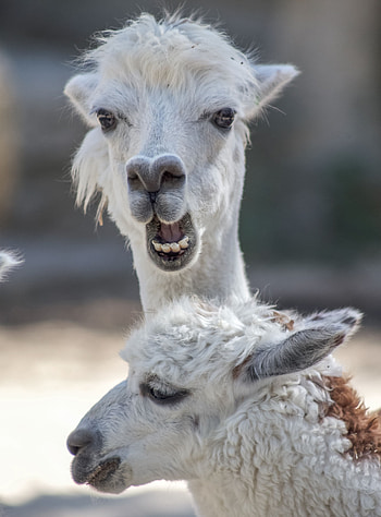 Funny, Animals, Wildlife, Animal, Cool, Alpaca HD phone wallpaper