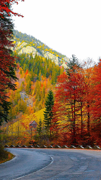 Crimson Curve — Mountain Road in Autumn, fall, man made, road HD phone wallpaper