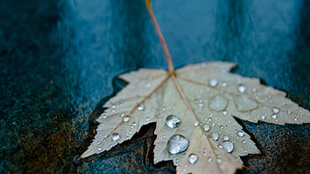 Gray maple leaf, Macro leaves, Water drops, Gray maple leaf HD wallpaper