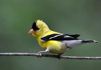 bird, animal HD wallpaper