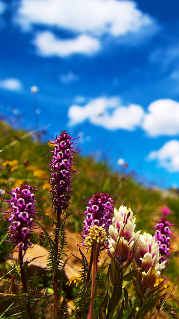 Sun-Kissed Summer Wildflower, summer, nature, flower HD phone wallpaper