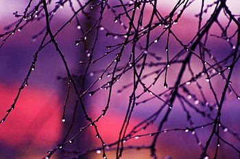 Autumn Rain Drops On Tree Branches , rain, drops, tree, branch HD wallpaper