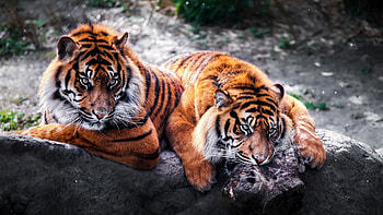 Jungle Animal, animal , Nature's artistry, Range of majestic creatures HD wallpaper