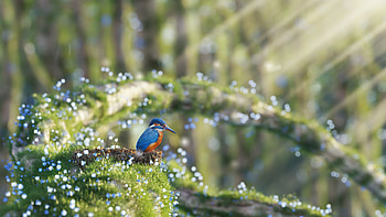 Blue Brown Kingfisher Bird Is Standing On Sand In Blur Bokeh Sunlight Background Birds HD wallpaper