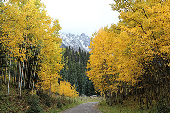 Green yellow trees, autumn, forest, road HD wallpaper