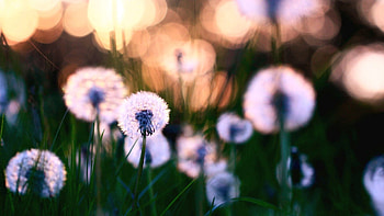Flowers, Grass, Dandelions, Macro, Field, Fluff, Fuzz HD wallpaper