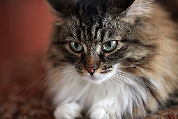 Animals, Cat, Fluffy, Muzzle, Sight, Opinion, Sad HD wallpaper
