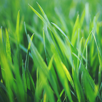 Apple , Stunning grass, Nature's allure, Perfect backdrop HD phone wallpaper