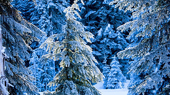 Winter pine, winter, pine, snow, cold, trees HD wallpaper