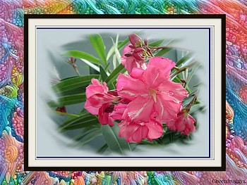 PRETTY FLOWERS, PRETTY, FLOWERS, FRAMED HD wallpaper