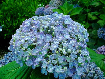 Hydrangea blue, blue, hydrangea, flowers, bush, grass HD wallpaper
