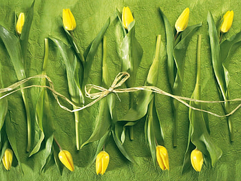 Flowers, Tulips, To Lie Down, Lie, Rope HD wallpaper