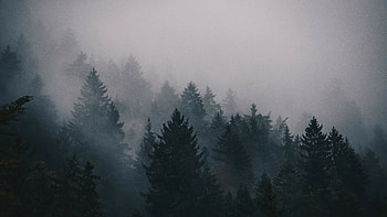 Larch, Trees HD wallpaper