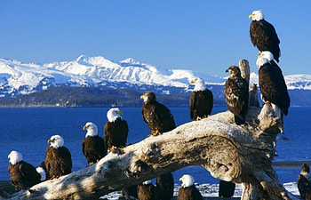 Alaska Eagles, Animals, Ealges, Birds, Alaska HD wallpaper