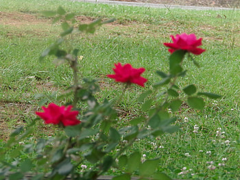 roses ,three in a row, summer, gardens, roses, three HD wallpaper