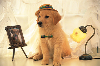 Animals, Shine, Light, Dog, Portrait, Hat HD wallpaper